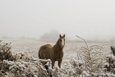 Horse standing in a snowy pasture on a cold, foggy, winter morning. 