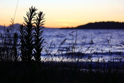 Silhouette plants by lake against sky during sunset
