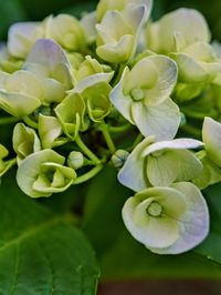 Close-up of flowering plant