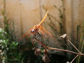 Close-up of dragonfly on twig