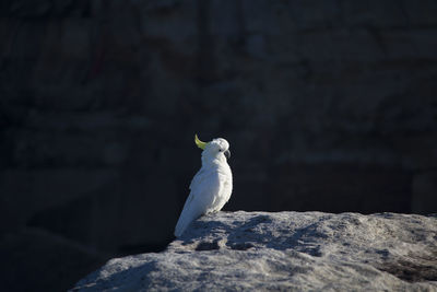 Close-up of seagull perching on rock