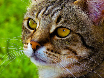 Vibrant close-up portrait of a tabby cat