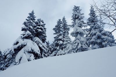 Low angle view of tree against sky during winter