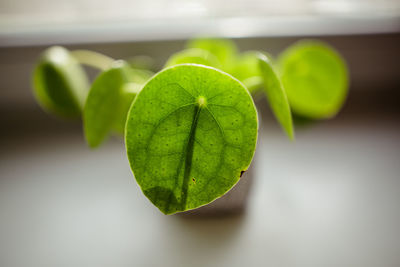 Close-up of plant