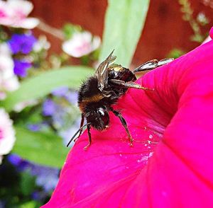 Close-up of bee pollinating on pink flower