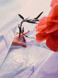 Close-up of hand on white flower