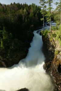 Scenic view of waterfall in forest