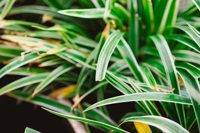 grass