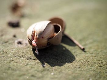 Close-up of crab on sand