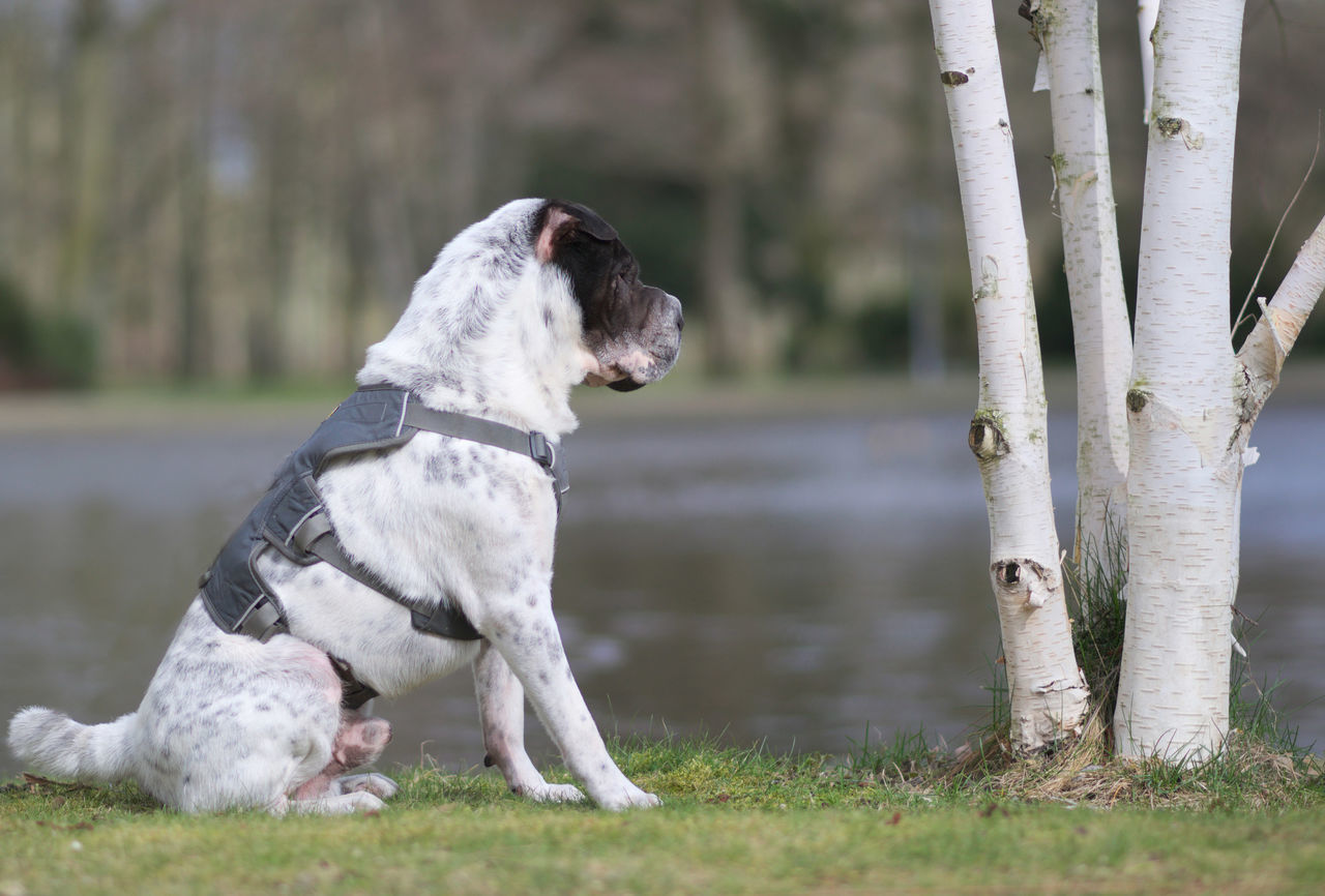 pets, dog, domestic animals, animal themes, focus on foreground, mammal, one animal, no people, day, grass, nature, outdoors, close-up