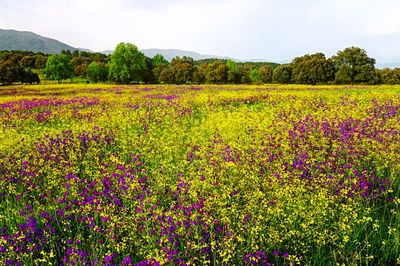 Scenic view of flowering plants on field against sky