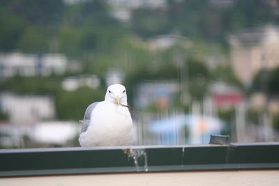 Close-up of seagull perching on retaining wall