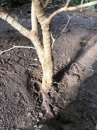 High angle view of dead tree on field