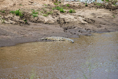 High angle view of an animal