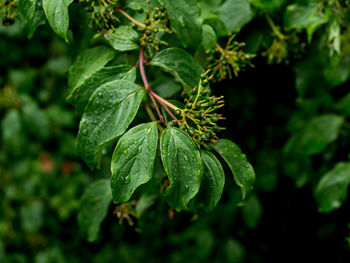 Close-up of wet plant