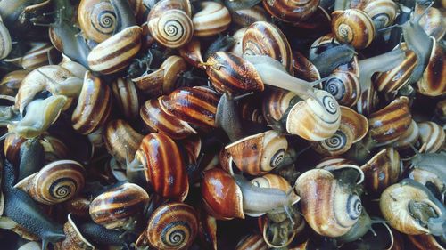 Full frame shot of snails seen through glass