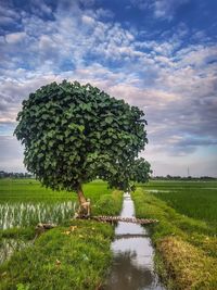 Trees on field against sky