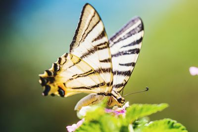 Close-up of butterfly perching on flower