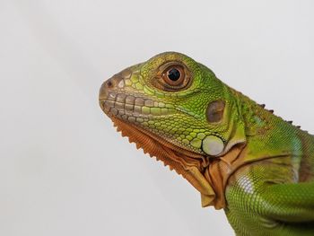 Close-up of iguana against white background