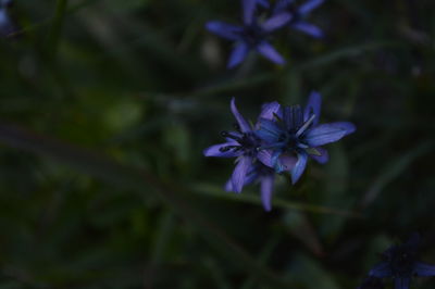 Close-up of purple flowers blooming outdoors