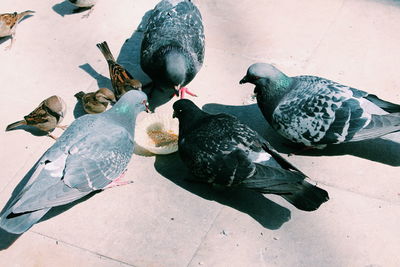 High angle view of pigeon on street