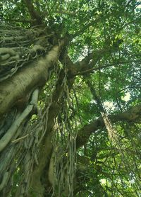 Low angle view of cat on tree in forest