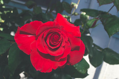 Close-up of red rose