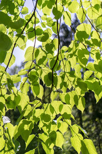 Low angle view of leaves on tree