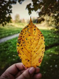 Close-up of hand holding autumn leaf