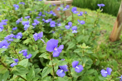 Close-up of purple flowering plants