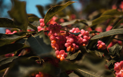 Close-up of red berries on plant