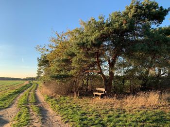 Trees on field against sky