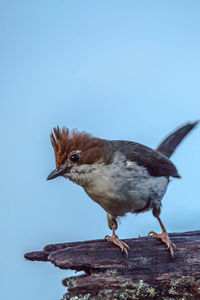 Close-up of a bird against clear blue sky