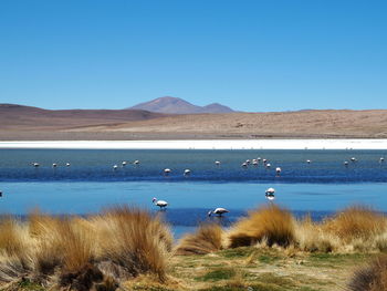 Laguna hedionda, bolivia