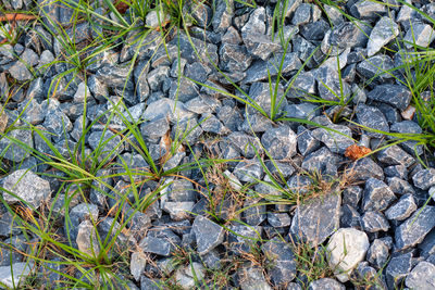 High angle view of plant growing on rock