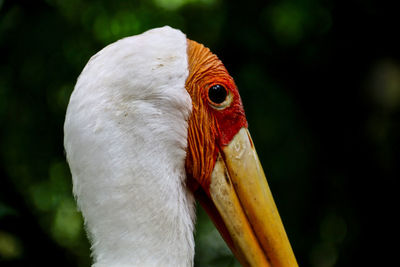 Flamingo lookalike bird carefully staring at camera