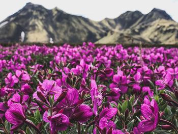 Close-up of pink flowering plants on land