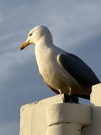 Low angle view of seagull perching on wall