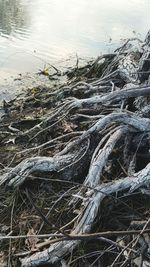Lake with trees in background