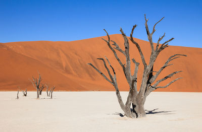 Bare tree on desert against clear sky