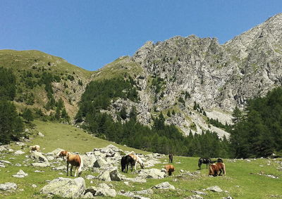 Cows grazing on landscape against clear sky