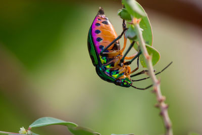 Close-up of butterfly pollinating flower