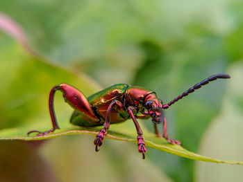 Close-up of insect on plant