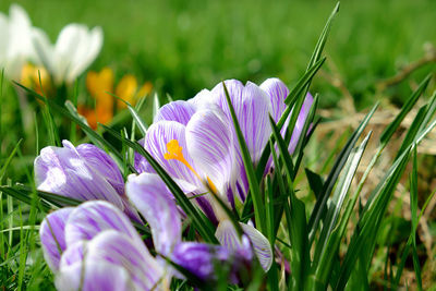 Close-up of purple crocus blooming outdoors