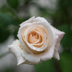 Close-up of wet white rose blooming outdoors