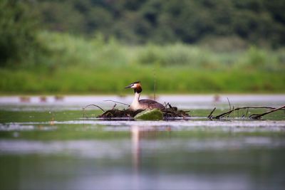 Bird on a lake