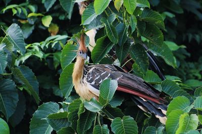 Close-up of bird perching on plant