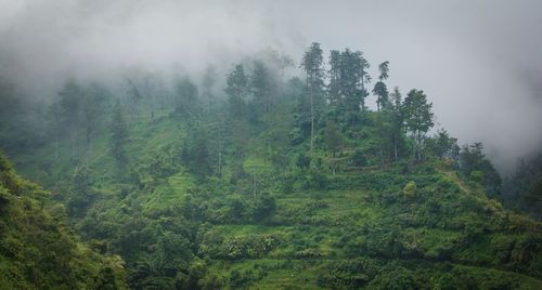 Trees in forest