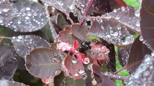 Close-up of water drops on leaves