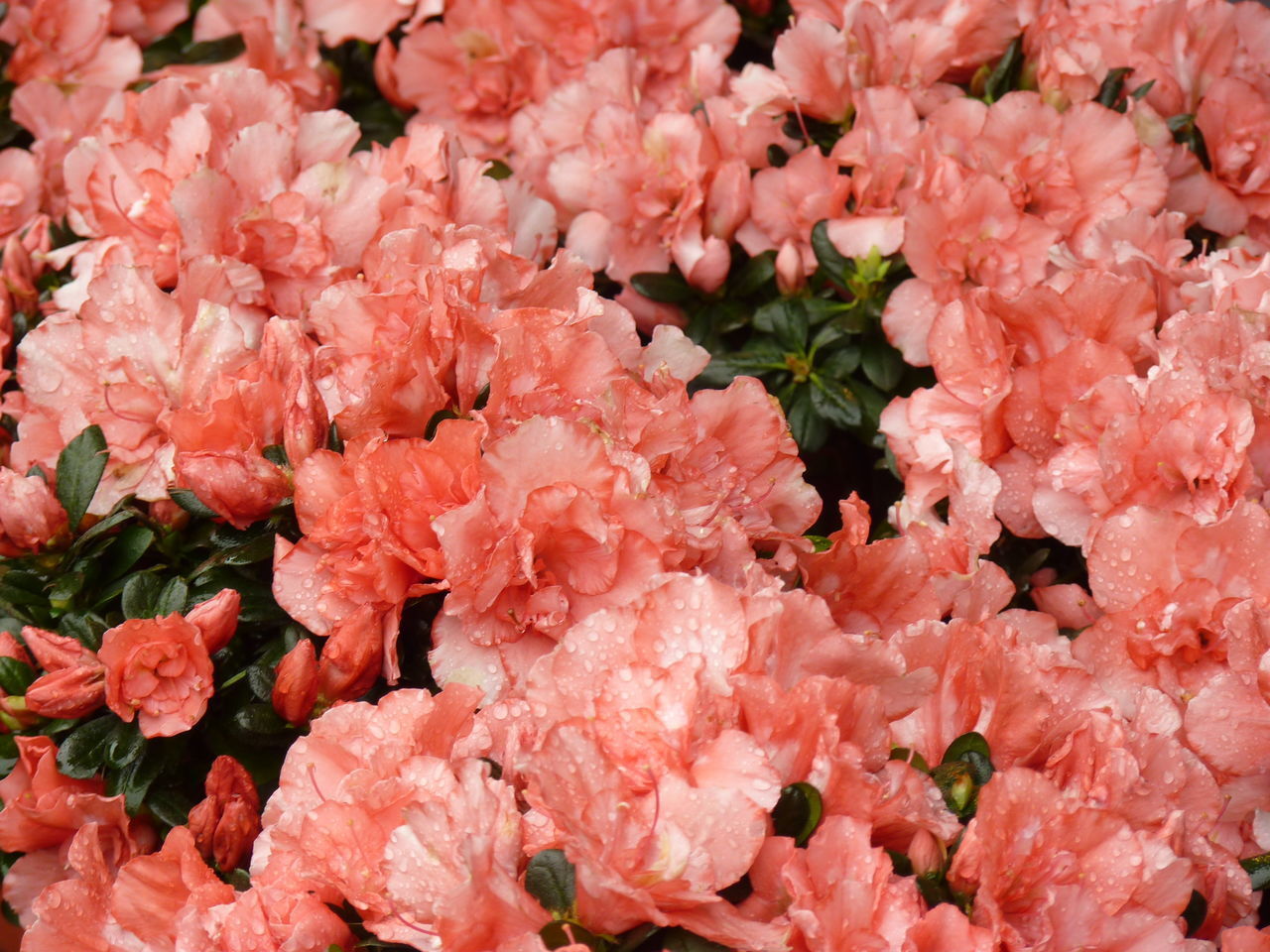 CLOSE-UP OF PINK FLOWERING PLANTS